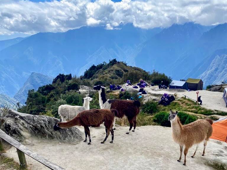 Llamas at Phuyupatamarka Campsite where we stopped for lunch on day 3