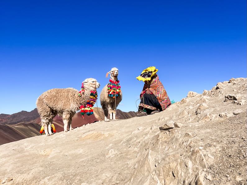 Alpacas at Rainbow Mountain