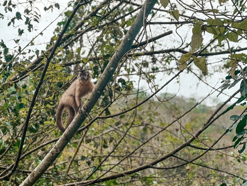 Monkey in Bonito, Brazil