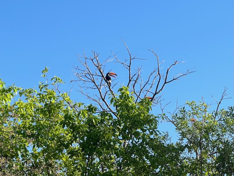 Toucans at Chalé do Bosque in Bonito