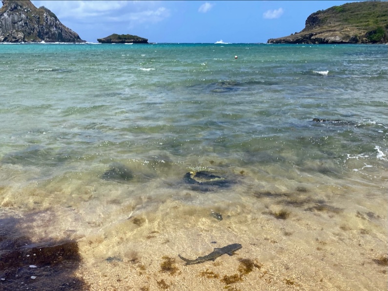 Baía do Sueste in Noronha