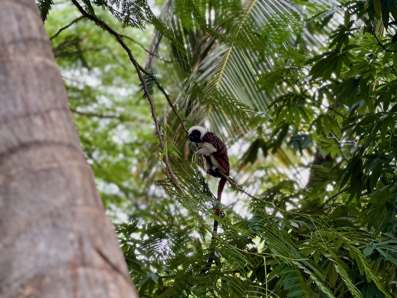 Sloth inside of Parque Del Centenario in Cartagena, Colombia