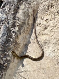 Snake on Trail in Vale do Pati in Brazil