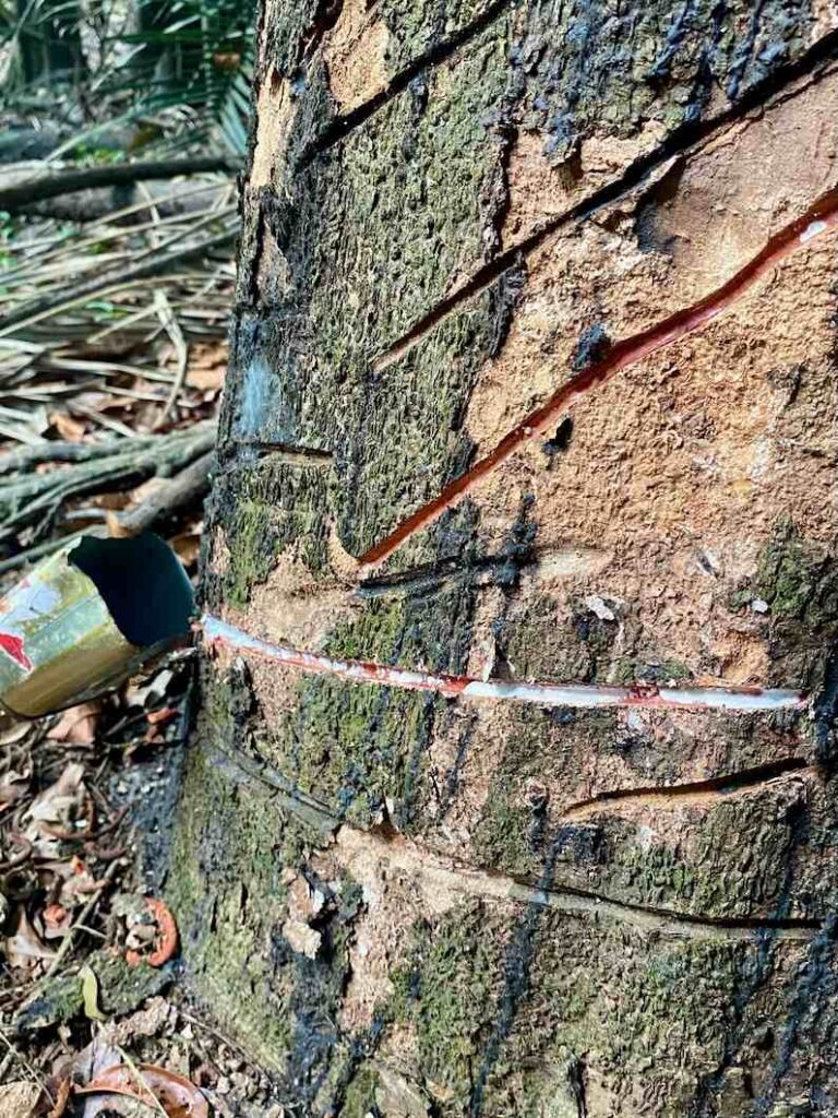 How rubber is made in the Brazilian Amazon