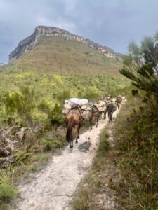 Horses carrying goods in Vale do Pati