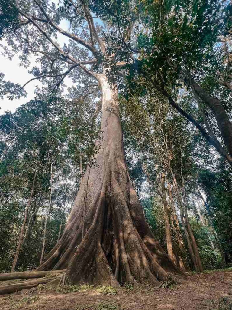 Brazilian Amazon on the Moramí River