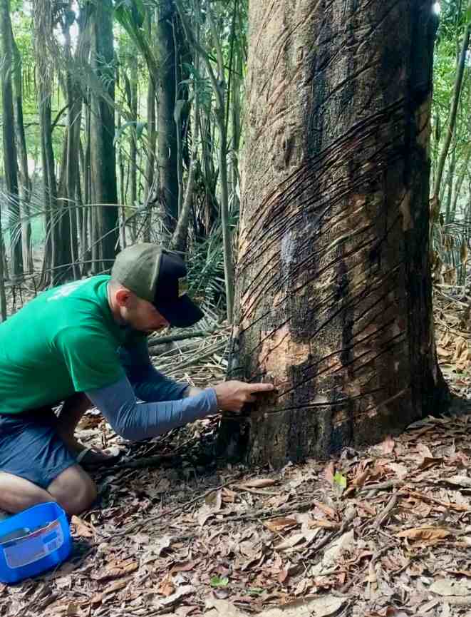 How rubber is made in the Brazilian Amazon