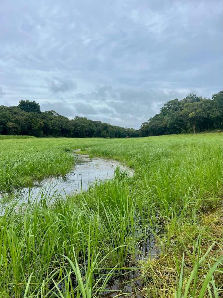 Semi-dried lake in the Brazilian Amazon