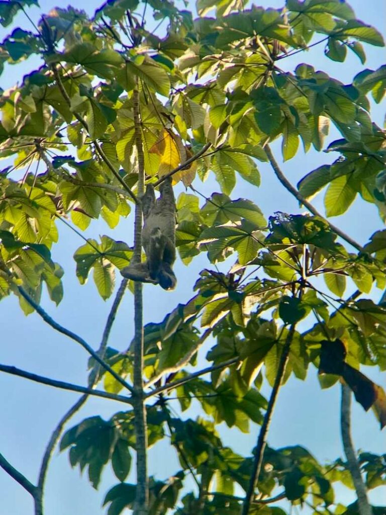 Sloth seen while visiting the Brazilian Amazon