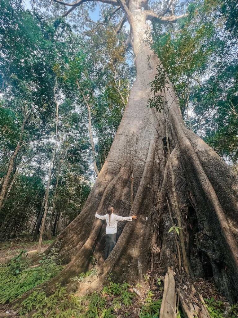 The biggest trees in the Brazilian Amazon