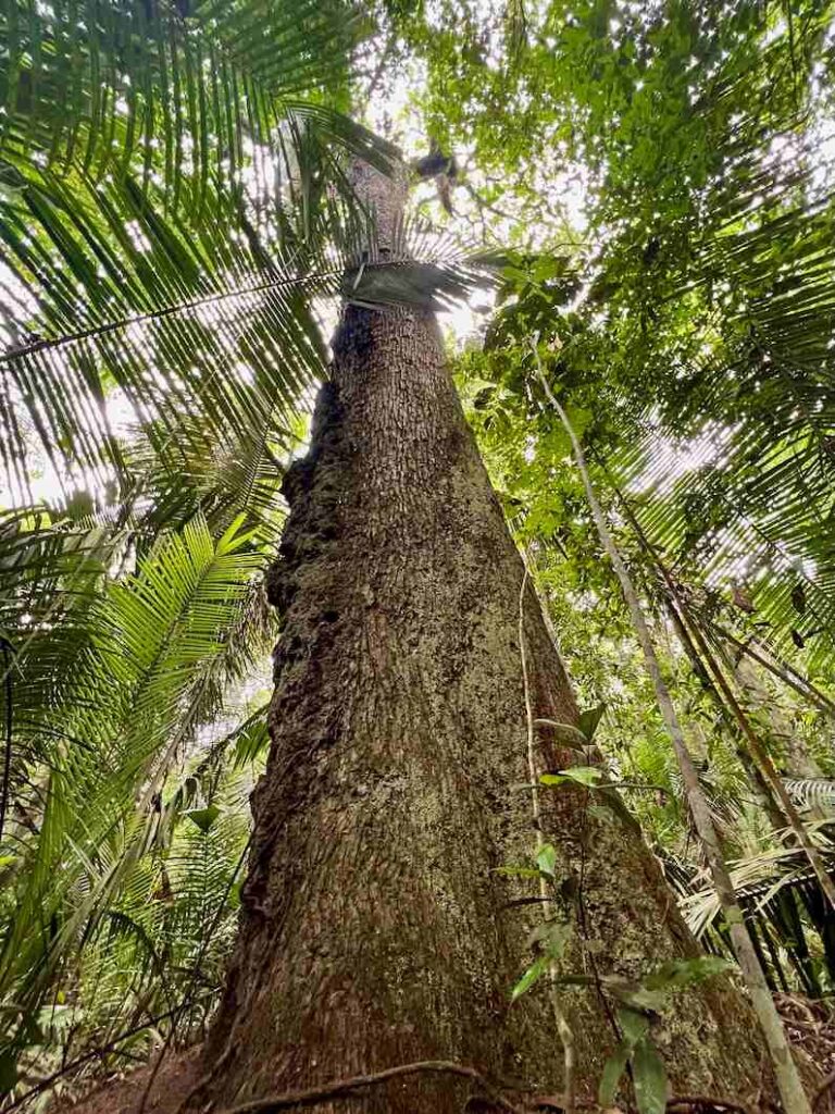 How to visit the Brazilian Amazon Jungle