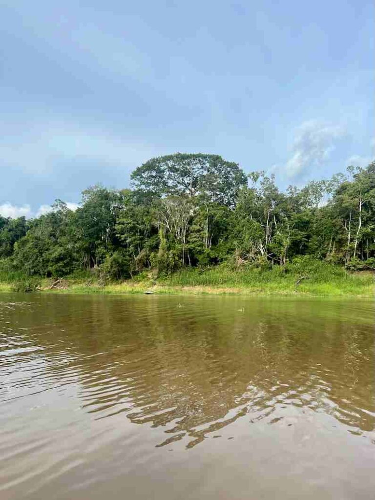 The biggest trees in the Brazilian Amazon