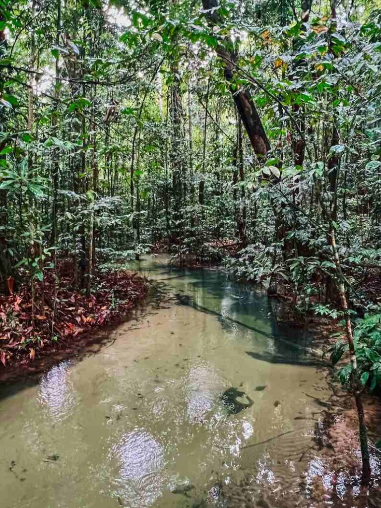 Visit Alter do Chão in the Amazon