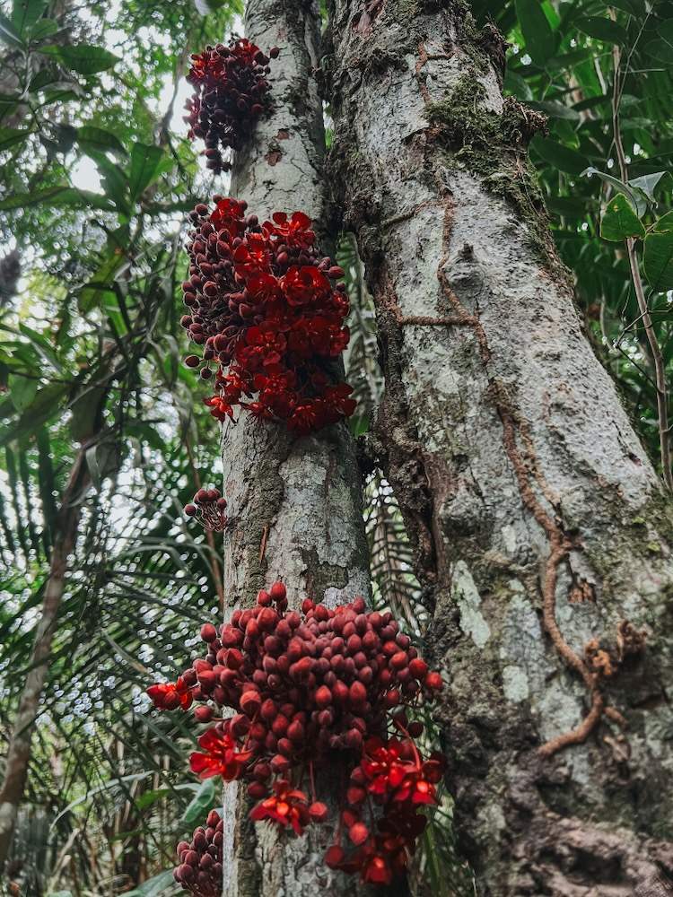 Berries in FLONA in Alter do Chão - How to visit the Amazon