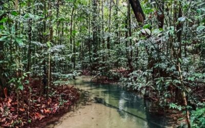 Alter do Chão: Your Ultimate Guide to the Amazon’s Paradise