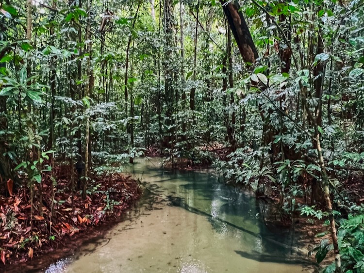 Alter do Chão: Your Ultimate Guide to the Amazon’s Paradise