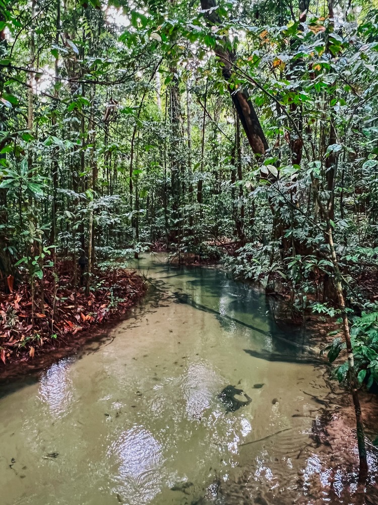 Visit Alter do Chão in the Brazilian Amazon