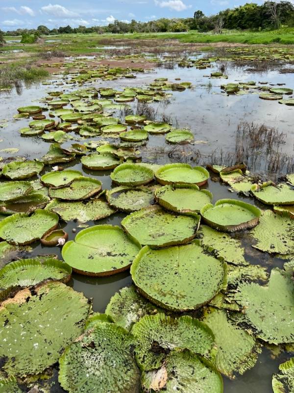 The Best 10 Things to do in the Amazon at Alter do Chão