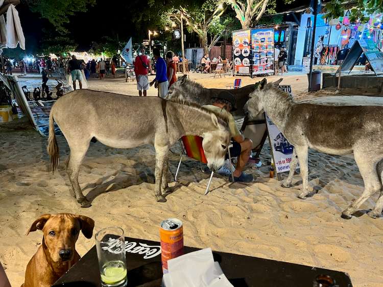 Donkeys in Jericoacoara, Brazil