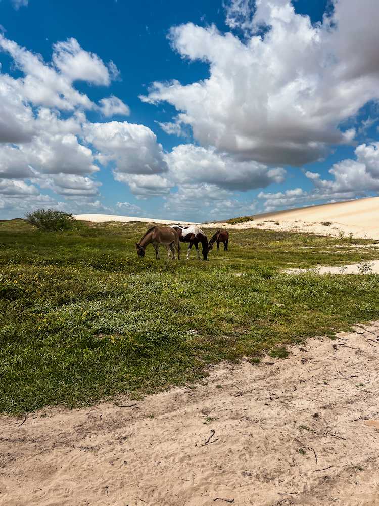 The best tours to do in Jericoacoara, Brazil