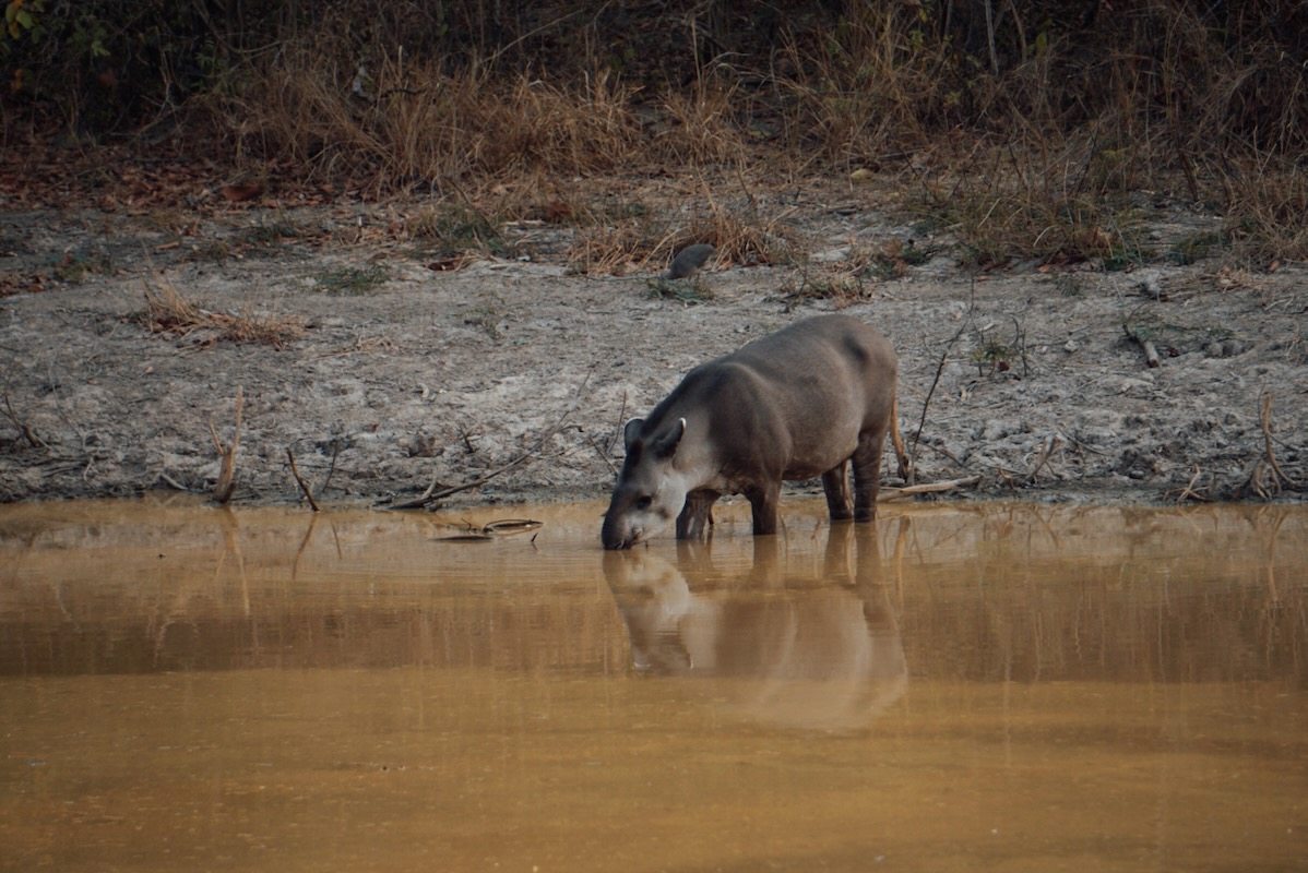 wildlife safaris in the Pantanal, Brazil 
