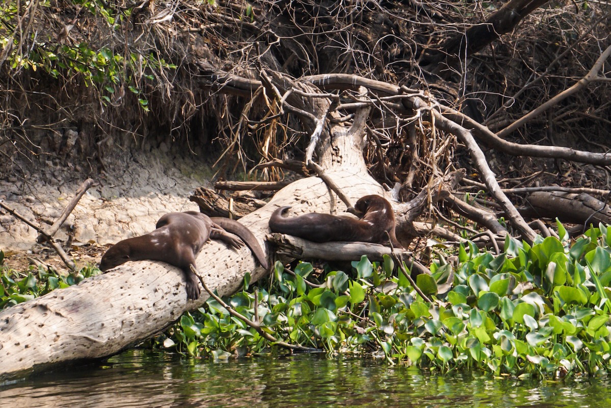 How many days in the Brazilian Pantanal?