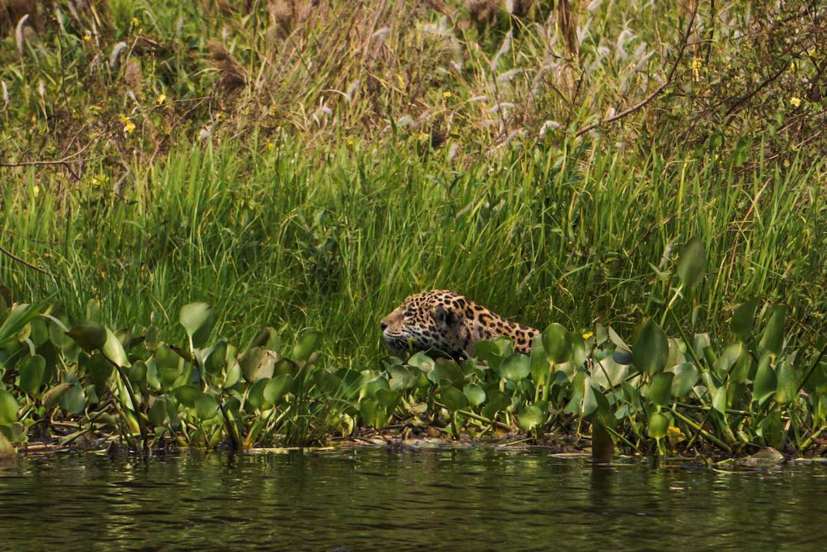 How to visit the pantanal in Brazil for a jaguar safari