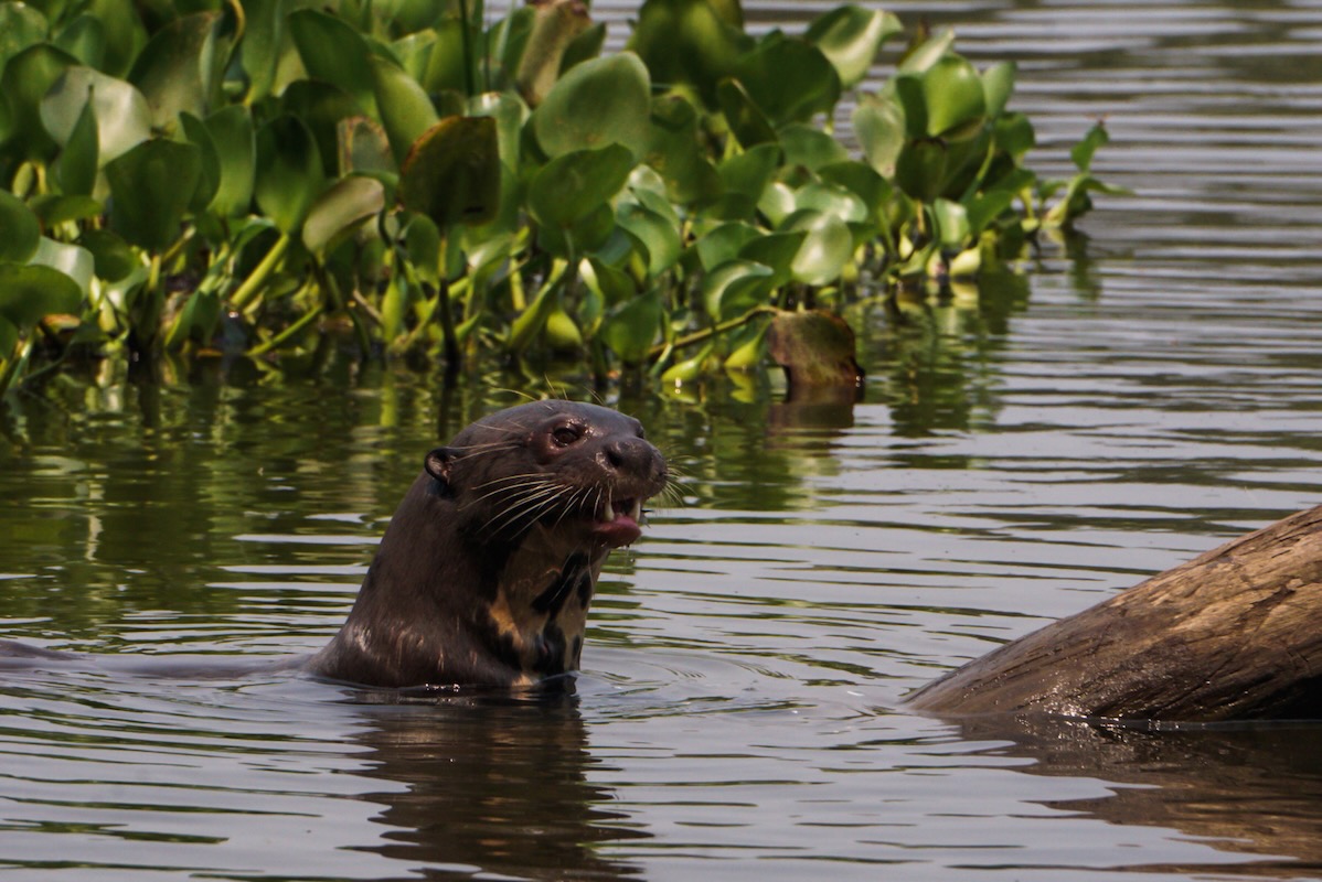 Guide for Jaguar Safari in the Pantanal