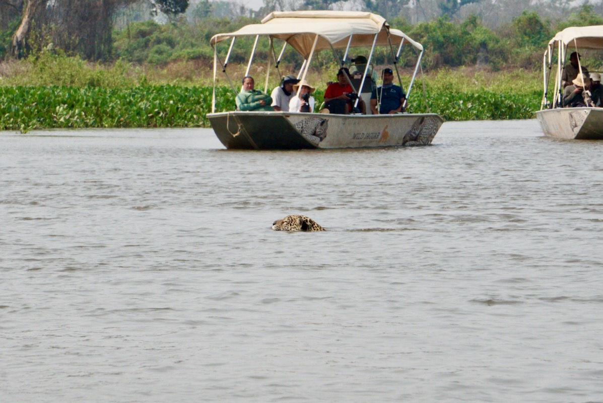 Pantanal jaguar safaris in Porto Jofre, Brazil