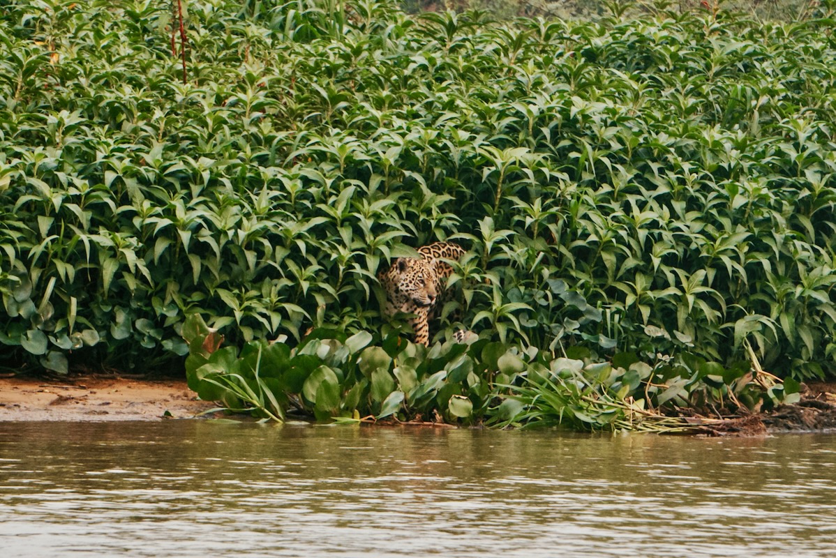 What to expect on a jaguar safari in Brazil
