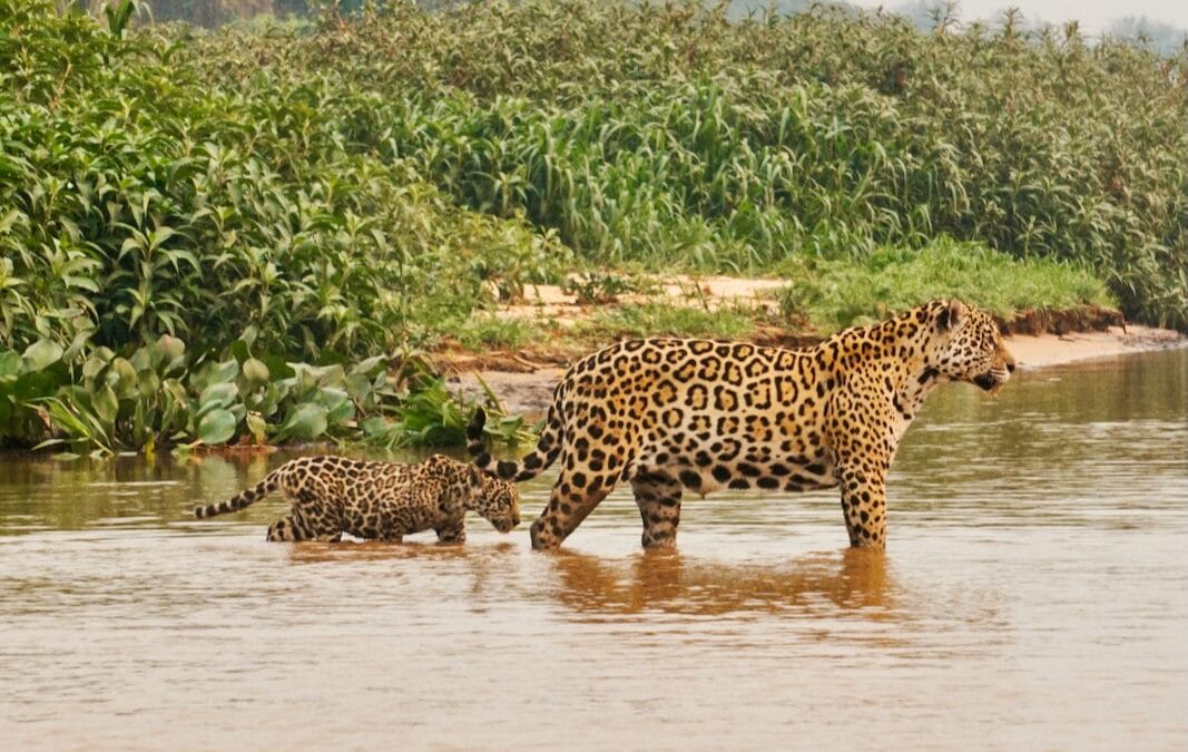 Planning a Jaguar Safari in Brazil? 15 Things You’ll Love to Know
