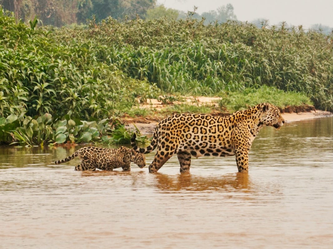 How to see jaguars in the Pantanal
