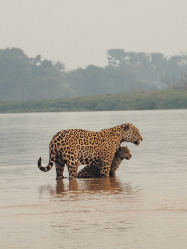 How to visit the pantanal in Brazil for a jaguar safari
