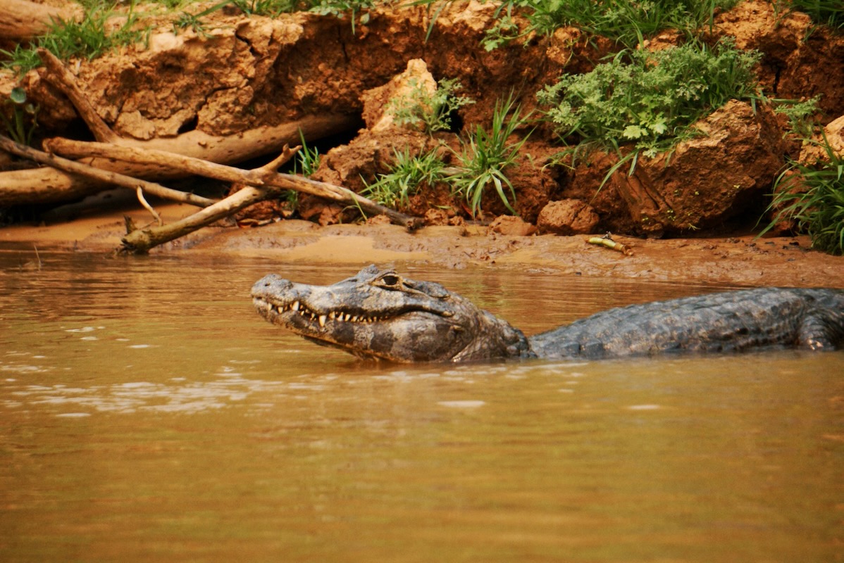 Guide for Jaguar Safari in the Pantanal