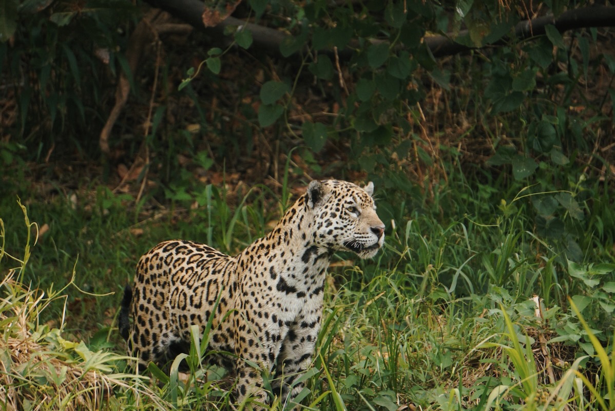 What to expect on a jaguar safari in Brazil
