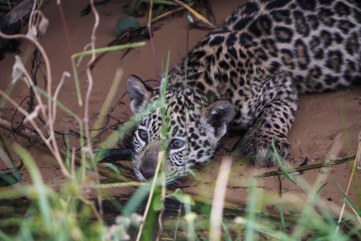 How to visit the pantanal in Brazil for a jaguar safari