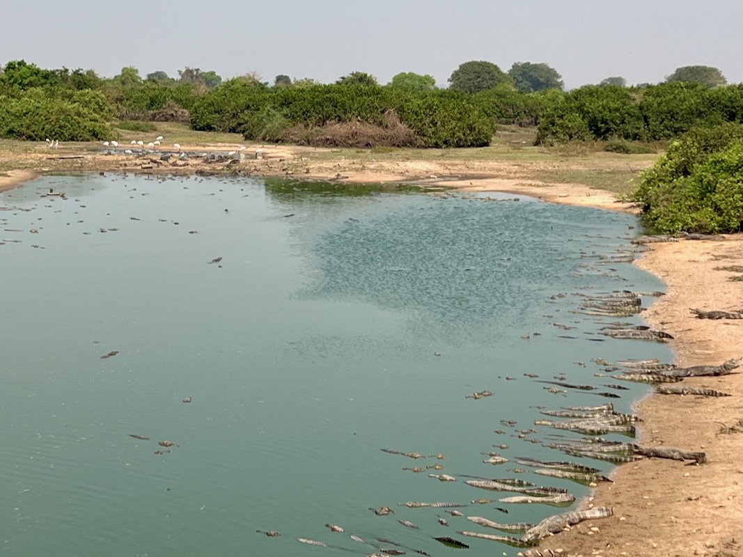 Traveling to Porto Jofre in the Brazilian Pantanal