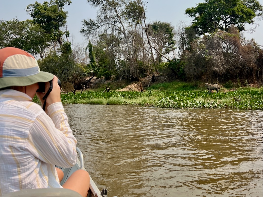 Pantanal jaguar safaris in Porto Jofre, Brazil